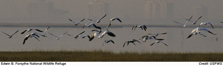 Canada Geese