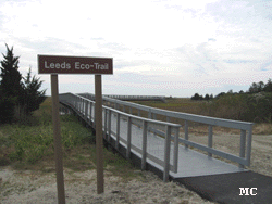 eco-boardwalk